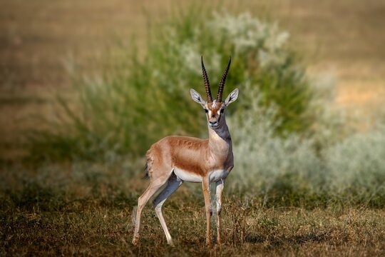 The chinkara, also known as the Indian gazelle, is a gazelle species native to India, Iran, Afghanistan.