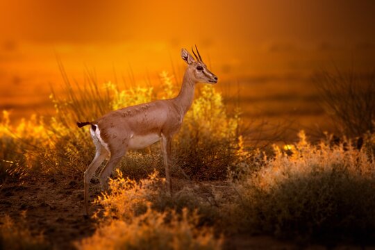 The chinkara, also known as the Indian gazelle, is a gazelle species native to India, Iran, Afghanistan.