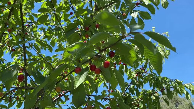Kirschbaum mit kirschen