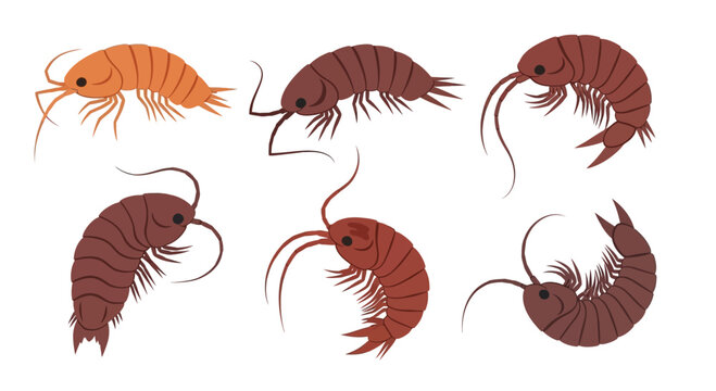Set of Gammarus Crustacean Illustrations