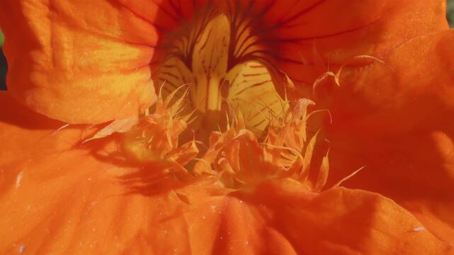 Nasturtium flower head macro close up stock footage