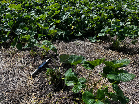 Strawberry bed is cleaned by removing weeds and old leaves. Perfect for gardening blogs, farm guides, seasonal banners, and social media.