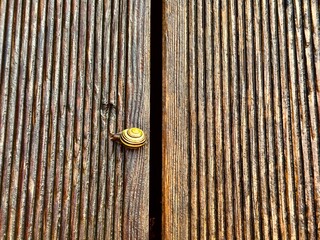 A small snail (Gastropoda) is crawling on a wooden plank with distinct grooves. The planks are closely placed, showing the textured grain of wood, which is weathered and aged.  © Julija