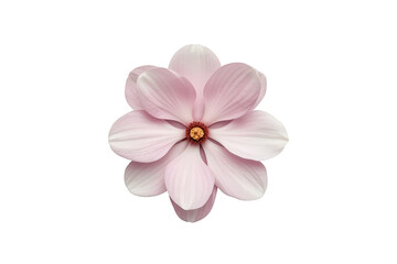 Obraz premium Pink magnolia flower blooming with delicate petals, showing spring growth, isolated on transparent background