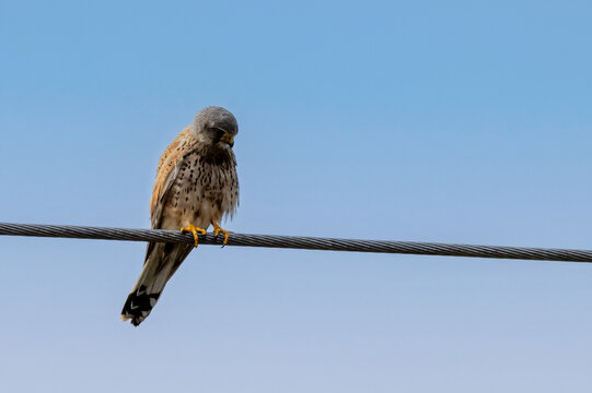 Falke