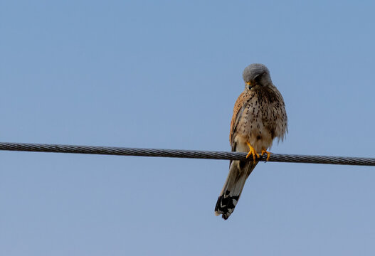 Falke