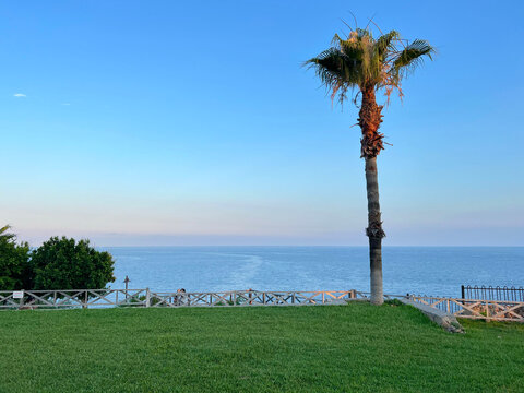 Palm tree and calm ocean at sunset, a tranquil coastal landscape with open sky and green lawn. For travel, resort, and lifestyle branding.