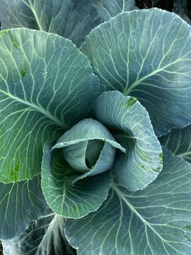 Fresh green cabbage head growing in garden. Close-up of layered leaves with spiral pattern. Organic vegetable, healthy food, farming, agriculture, harvest concept.