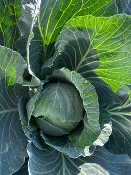 Top view of a fresh green cabbage head growing in a garden. Large leaves with visible veins wrap around the tight center. Sunlight highlights the texture. Organic vegetable farming concept.