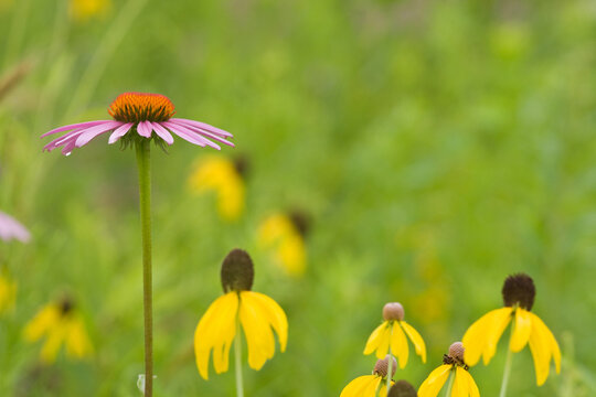 63863-02401 Purple Coneflower (Echinacea purpurea) & Gray-headed Coneflowers (Ratibida pinnata) Ballard Nature Center, Effingham County, Illinois