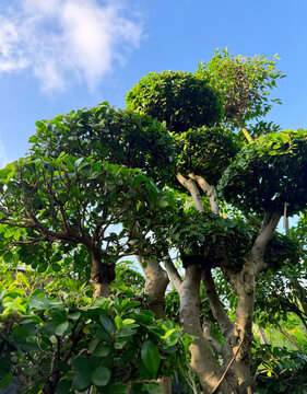 Beautiful bonsai tree 