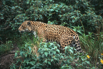 28002-001.05 Jaguar (Panthera onca)  Banos, Ecuador © Daybreak Imagery