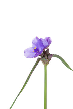 30099-00403 Virginia Spiderwort (Tradescantia virginiana) (high key white background) Marion Co. IL