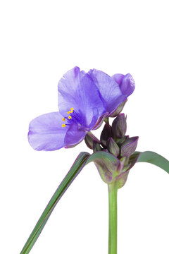 30099-00402 Virginia Spiderwort (Tradescantia virginiana) (high key white background) Marion Co. IL