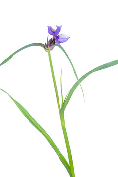 30099-00407 Virginia Spiderwort (Tradescantia virginiana) (high key white background) Marion Co. IL