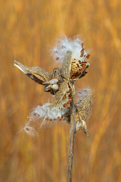 63863-03305 Common Milkweed (Asclepias syriaca) seed pods opening up in fall Marion Co. IL