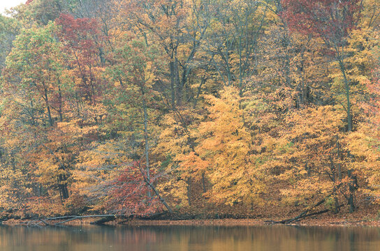 63876-017.05 Fall color trees near lake Stephen A. Forbes St. Pk. Marion Co.   IL