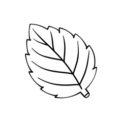 Minimalist Hand-Drawn Doodle of a Single Mint Leaf Isolated on a Clean Transparent Background © Muhammadferi