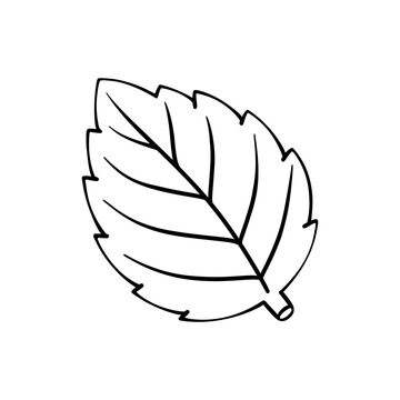 Minimalist Hand-Drawn Doodle of a Single Mint Leaf Isolated on a Clean Transparent Background
