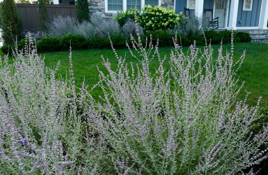 Russian sage plants on front lawn