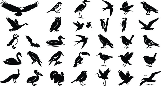 Black silhouettes of various birds on white background