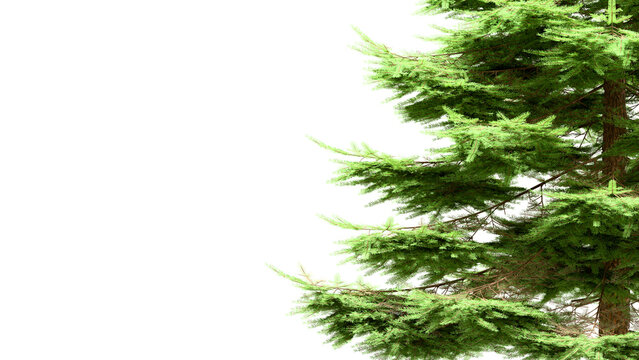 Fir Tree Branch Corner Frame Isolated White 3D Render