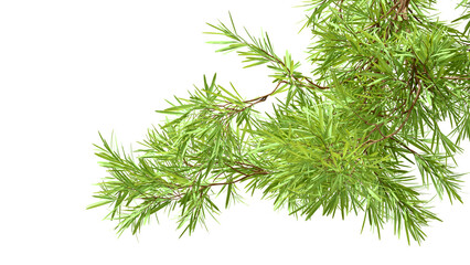 Pine Branch Diagonal Drape Transparent PNG 3D Render © S_Designs
