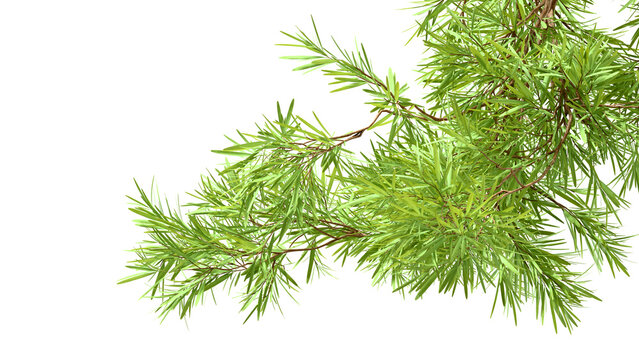 Pine Branch Diagonal Drape Transparent PNG 3D Render