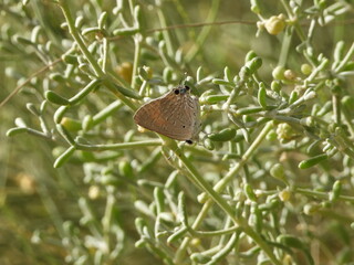 butterfly on a branch © Abdelmalek
