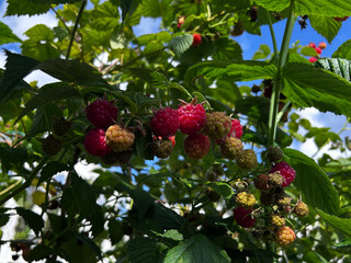 Fresh raspberries grow in clusters on healthy garden canes in summer. Great for gardening articles, organic food promotions, and editorial layouts. © SilverOwl