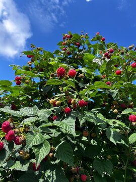 Raspberry bush with ripe red berries against blue sky. Fresh fruit growing on green plant in garden. Summer harvest, organic farming, berry plantation, outdoor agriculture.