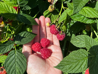 Hand holding fresh red raspberries in a garden. Ripe berries on a bush with green leaves. Summer harvest, organic fruit, healthy eating concept. © SilverOwl