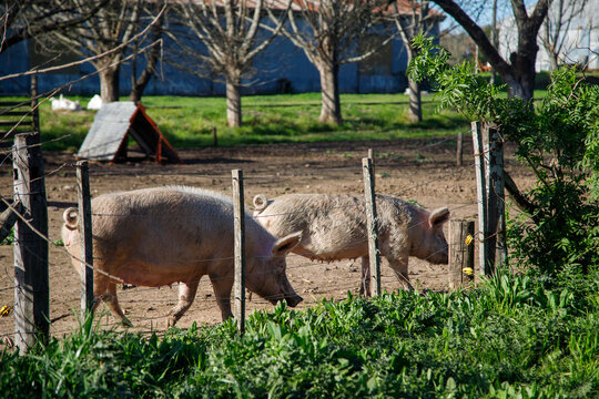 pigs in the farm