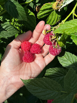 Hand holding fresh ripe red raspberries in garden. Summer berry harvest, organic fruit picking, healthy eating, gardening concept. Vertical close-up of palm with fresh berries on bush.