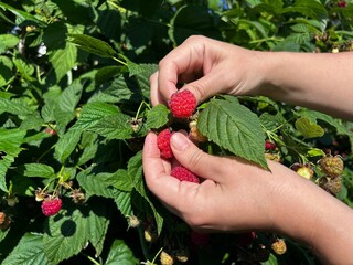 Close-up of hands picking ripe red raspberries from a green bush in a sunny garden. Perfect for summer harvest, organic farming, and healthy eating concepts. © SilverOwl