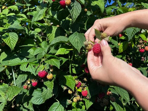 Woman hands picking ripe red raspberry from bush in garden. Summer harvest, organic berry picking, kids gardening, fresh fruit, nature activity.
