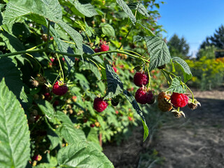 Ripe raspberries hang from lush green canes in a sunny garden. Perfect for food blogs, farm promotions, seasonal banners, and social media. © SilverOwl