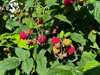 Ripe raspberries grow on leafy canes in bright summer sun. Perfect for food blogs, farm ads, seasonal banners, and social media. © SilverOwl