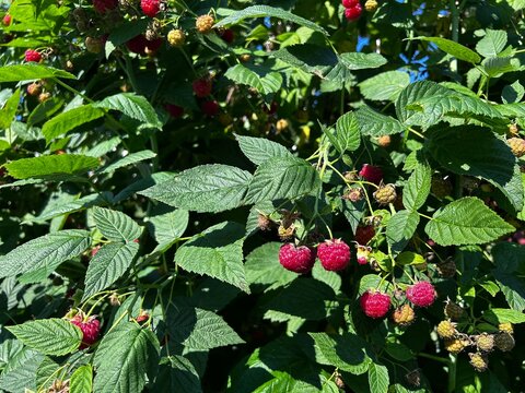 Ripe red raspberries growing on lush green bush. Fresh berries in various stages of ripeness. Organic garden harvest, summer fruit, natural growing.