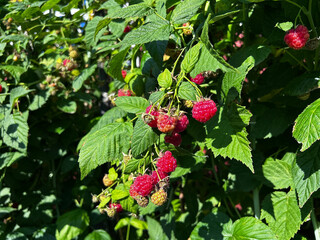 Juicy raspberries growing naturally on vibrant branches during the summer harvest. Suits organic marketing, gardening magazines, product packaging, and web design. © SilverOwl