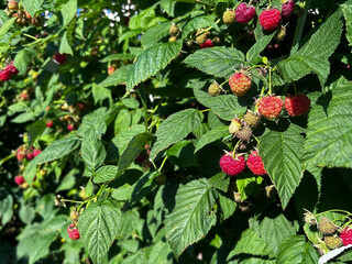 Colorful raspberry bush filled with ripening berries in natural daylight. Great for healthy food campaigns, website banners, and print layouts. © SilverOwl