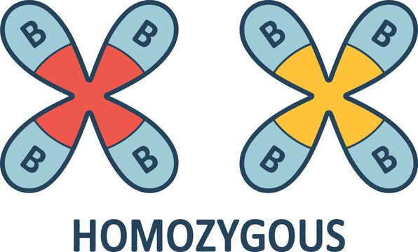 Homozygous Genotype Genetics Infographic Vector Illustrating Identical Alleles on Homologous Chromosomes for Heredity Biology and Genetics Education
