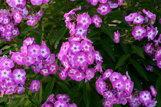 Purple phlox in the garden on a background of green leaves