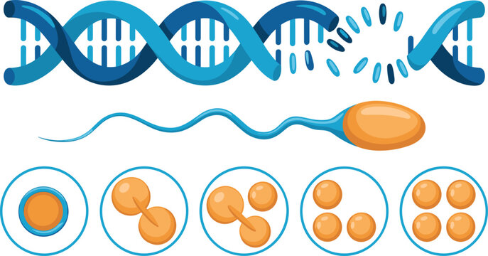 DNA Replication and Cell Division Biology Infographic Vector Illustrating Genetic Duplication Chromosome Replication Mitosis and Cellular Reproduction for Science Education