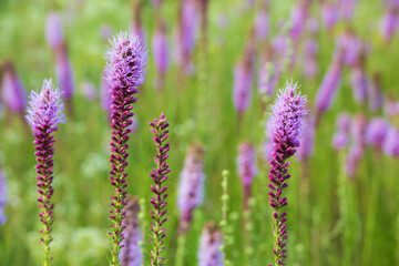 Obraz premium 63899-05207 Prairie Blazing Star (Liatris pycnostachya) in prairie Marion Co. IL