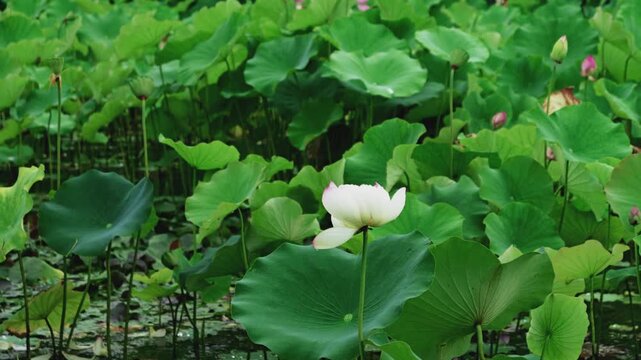 Rain-Wet Lotus Leaf with Water Droplet and Fresh Green Natural Background