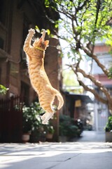Ginger Cat Leaping in Mid-Air © Boy