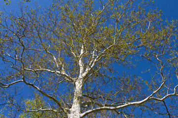 Fototapeta premium 65008-00211 Sycamore tree in spring (Platanus occidentalis) St Louis, MO
