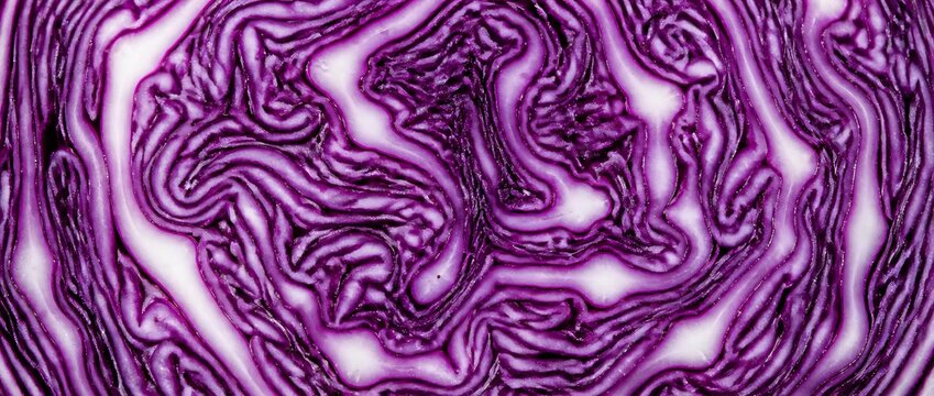 Close up of vibrant purple cabbage texture