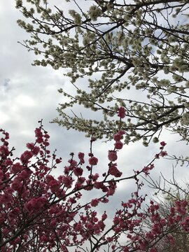 神奈川県 小田原市の曽我梅林